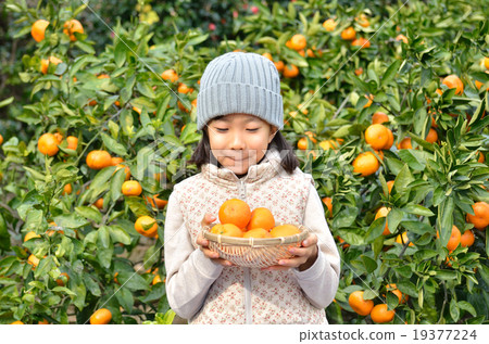 Girls hunting tangerines 19377224