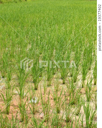 green rice field in Thailand 19377402