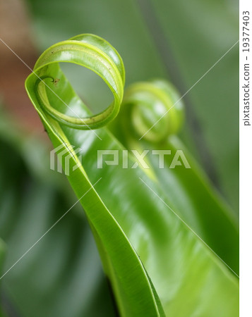young new green tropical plant bird's nest fern young new green tropical plant bird's nest fern 19377403