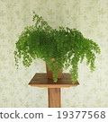 葉子植物 19377568
