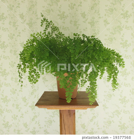 葉子植物 19377568