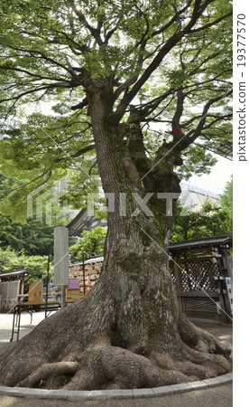 在Yushima Tenman-gu Shrine的樟樹 在Yushima Tenman-gu Shrine的樟樹 19377570
