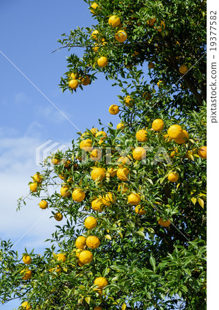 Yuzu's real yuzu Yuzu's real yuzu 19377582