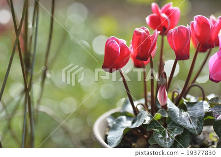 仙客來 仙客來 19377830