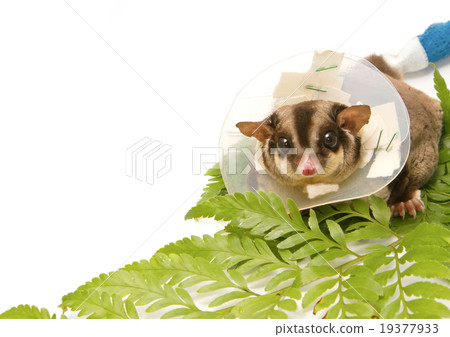 sugar-glider on callar 19377933