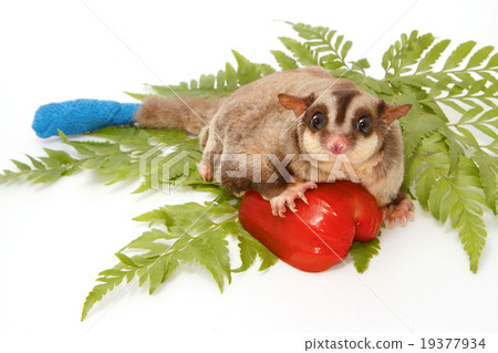 sugar glider sick have wounded tail  a protective  19377934