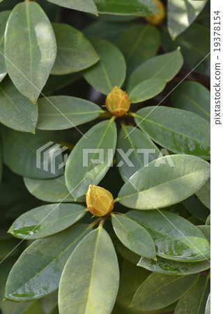 西方杜鵑 西方杜鵑 19378154