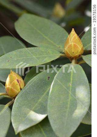 西方杜鵑 西方杜鵑 19378156