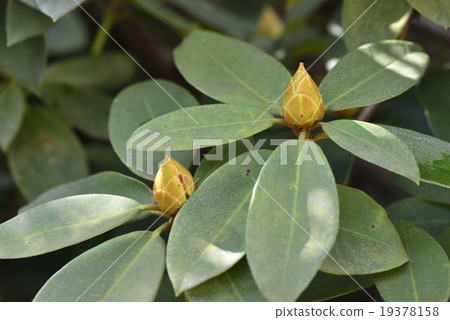 西方杜鵑 19378158