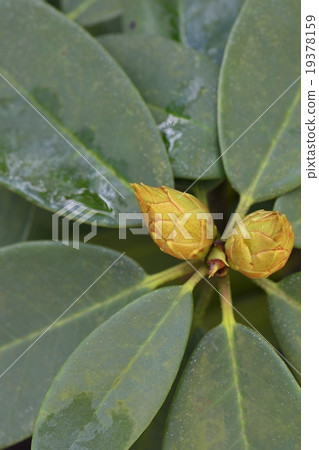 西方杜鵑 19378159