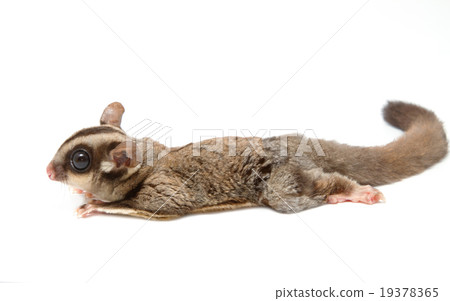 a sugar glider lying on the floor a sugar glider lying on the floor 19378365