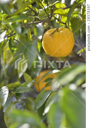 柚子樹 19378397