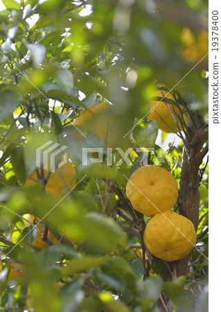 柚子樹 19378400