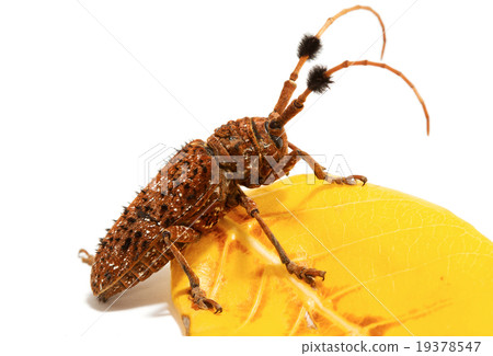 Aristobia horridula 19378547