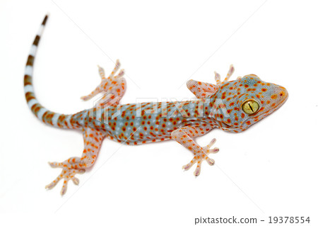 closeup gecko 19378554