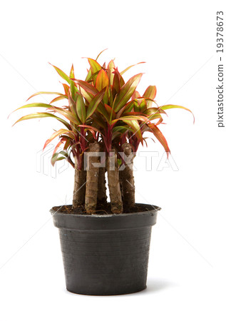 Dracaena plant,Ornamental plants 19378673