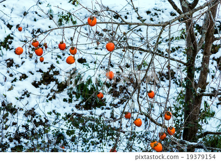 Persimmon remaining Persimmon remaining 19379154