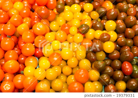 水果番茄 水果番茄 19379331