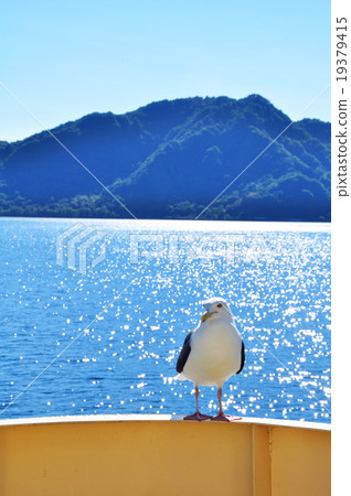 地質公園·洞爺湖的海鷗 地質公園·洞爺湖的海鷗 19379415