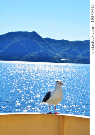 地質公園·洞爺湖的海鷗 19379416