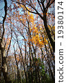 樹木 19380174