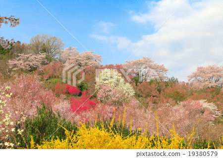 Hanamiyama 19380579