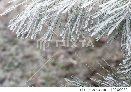 hoarfrost snow on pine, spruce 19380681