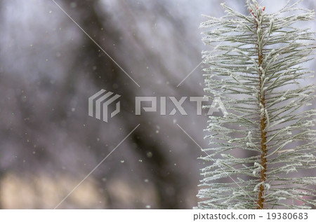 hoarfrost snow on pine, spruce hoarfrost snow on pine, spruce 19380683