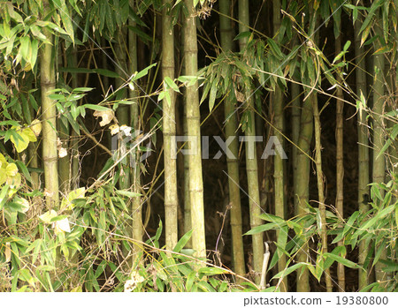 Bamboo shoots Bamboo shoots 19380800
