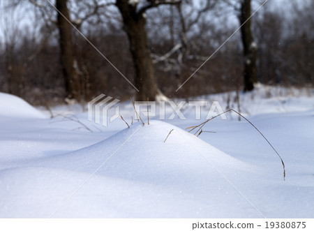 Snow drift and dry grass in winter forest Snow drift and dry grass in winter forest 19380875