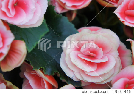 Begonia 19381446