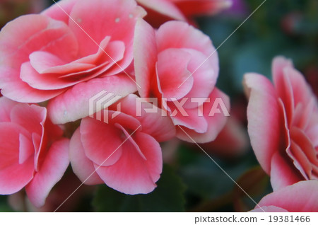 Begonia 19381466