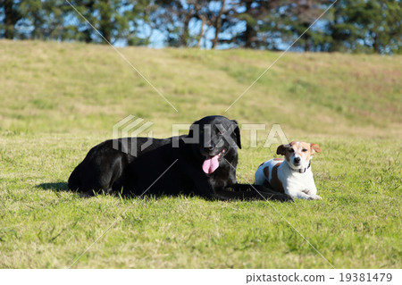 Small dogs and large dogs lying down 19381479