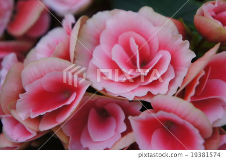 Begonia 19381574