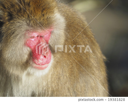 Monkey · sleeps Monkey · sleeps 19381828