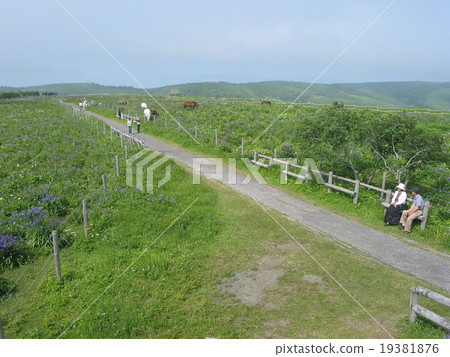 Summer wild flower garden Ayamegama pref. 19381876
