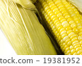 Bright yellow sweet corn edible 19381952