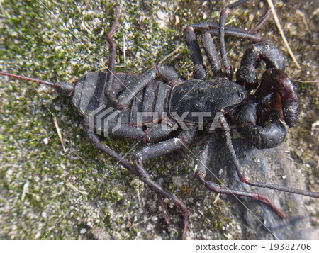 Scorpion Scorpion 19382706