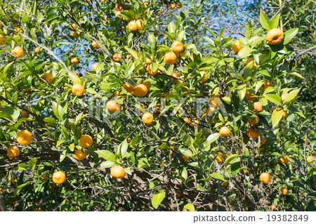 Fukuro orange (Fukuremikan) 1 Fukuro orange (Fukuremikan) 1 19382849