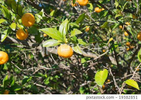 Fukuro orange(Fukuremikan)3 Fukuro orange(Fukuremikan)3 19382851