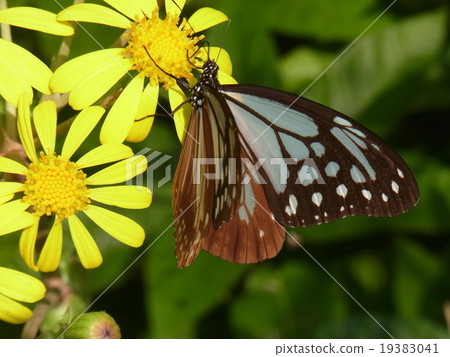 Asagi madara 19383041