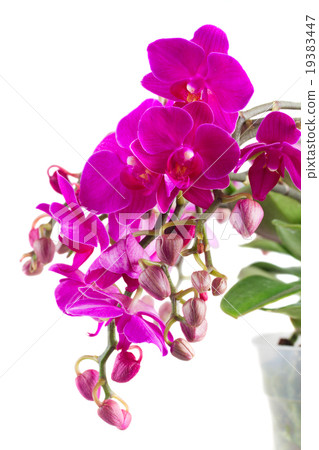 Bunch of violet orchids Bunch of violet orchids 19383447