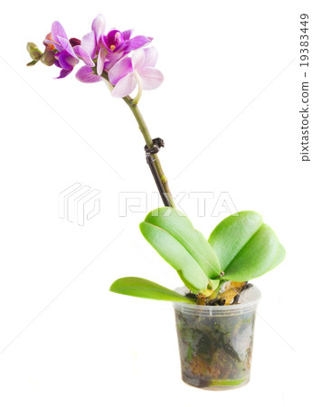 Two violet orchids Two violet orchids 19383449