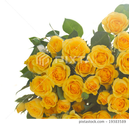 bouquet of fresh roses bouquet of fresh roses 19383589