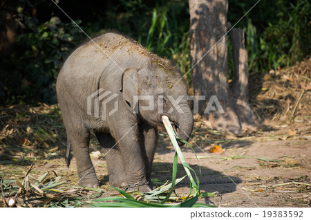 Baby elephant  19383592