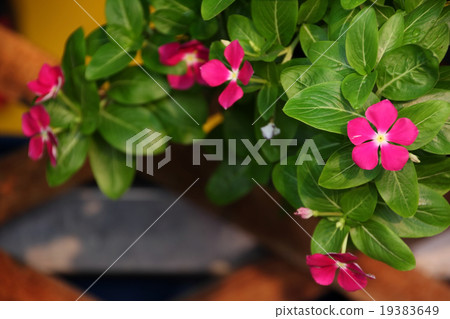 pink flower pot hanging by the lath 19383649