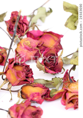 Withered roses and petals scattered on white. Withered roses and petals scattered on white. 19383690