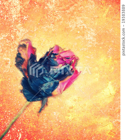 pink rose fade from fire on grungy background. 19383889