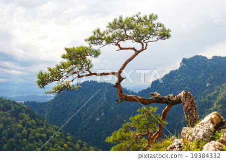 pine, most famous tree in Poland 19384332