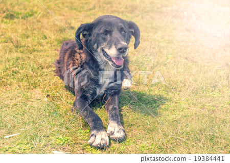 dog lying on grass 19384441